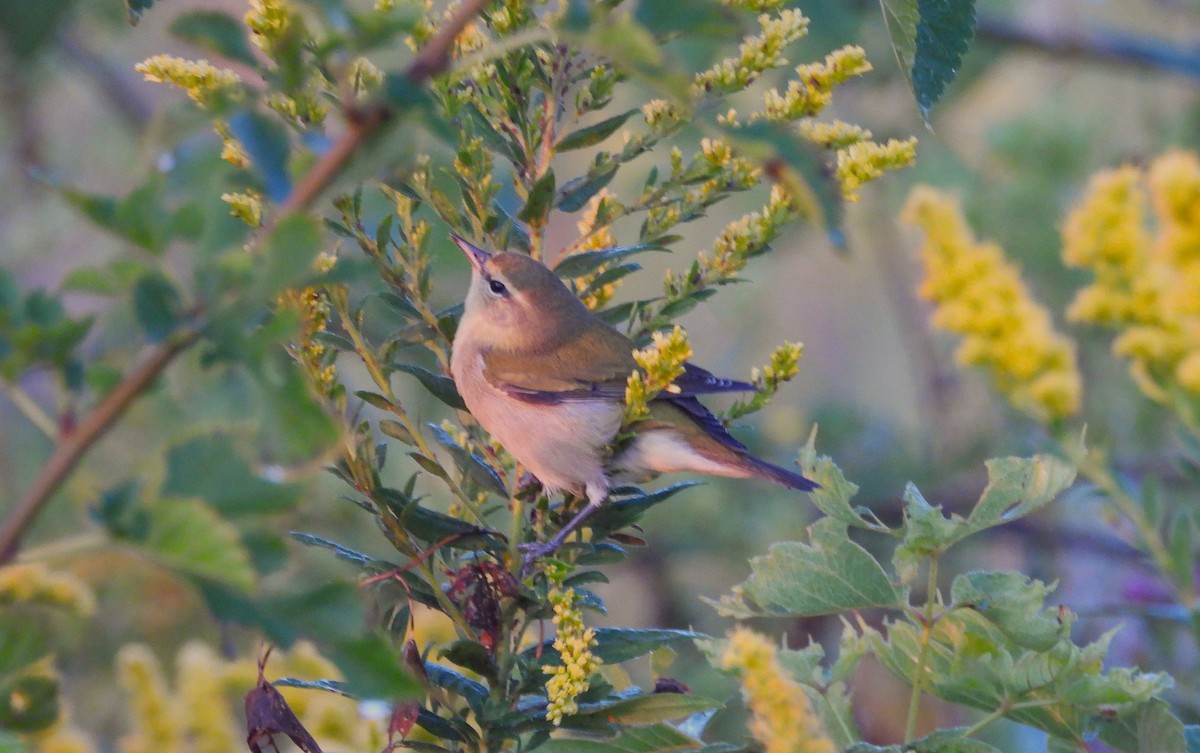 Tennessee Warbler - ML642071572