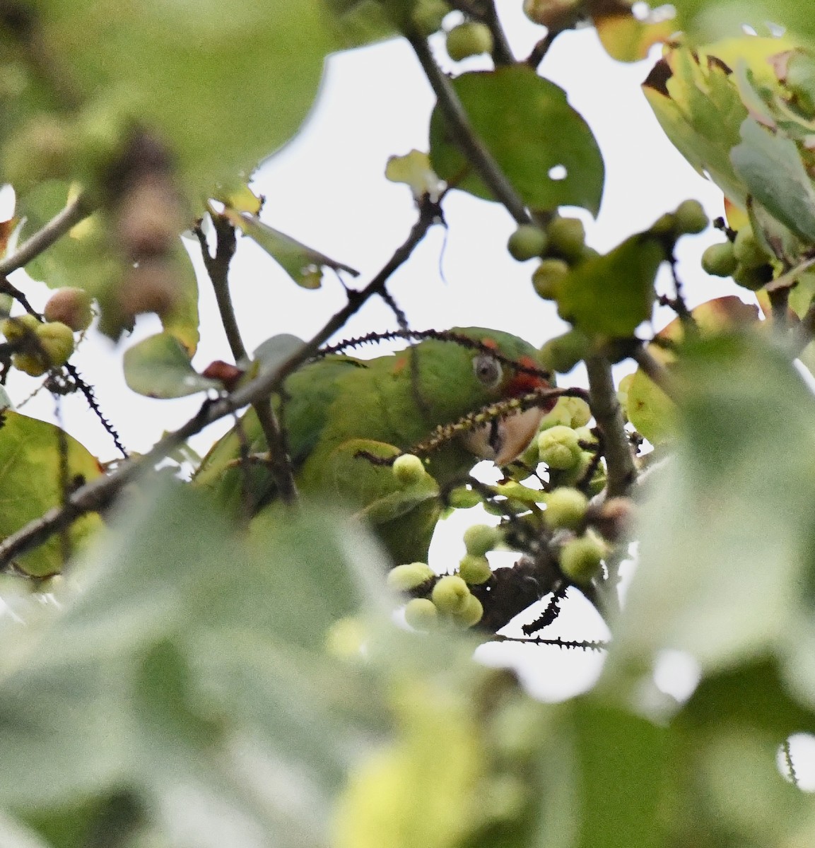Mitred Parakeet - ML642071579