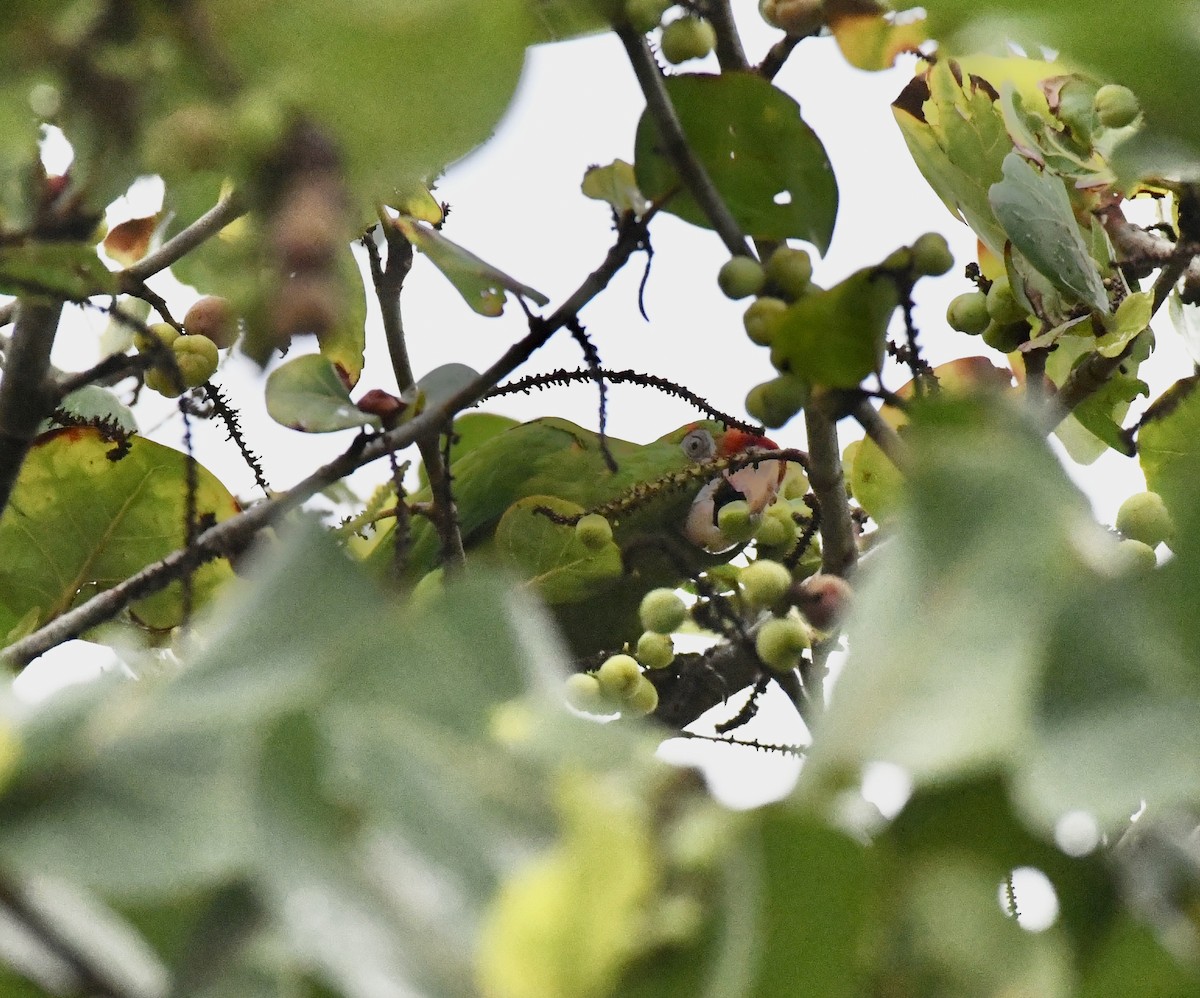 Mitred Parakeet - ML642071581