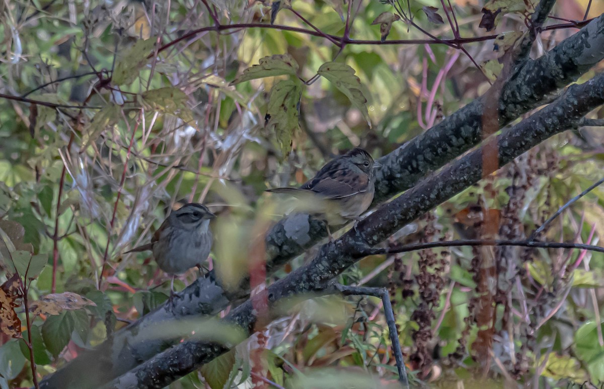 Swamp Sparrow - ML642071596