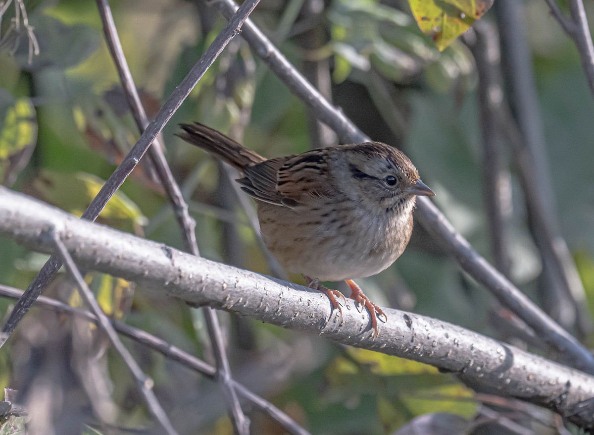 Swamp Sparrow - ML642071597