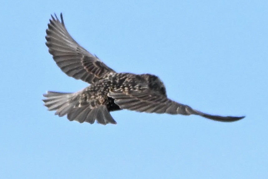 European Starling - ML642071602