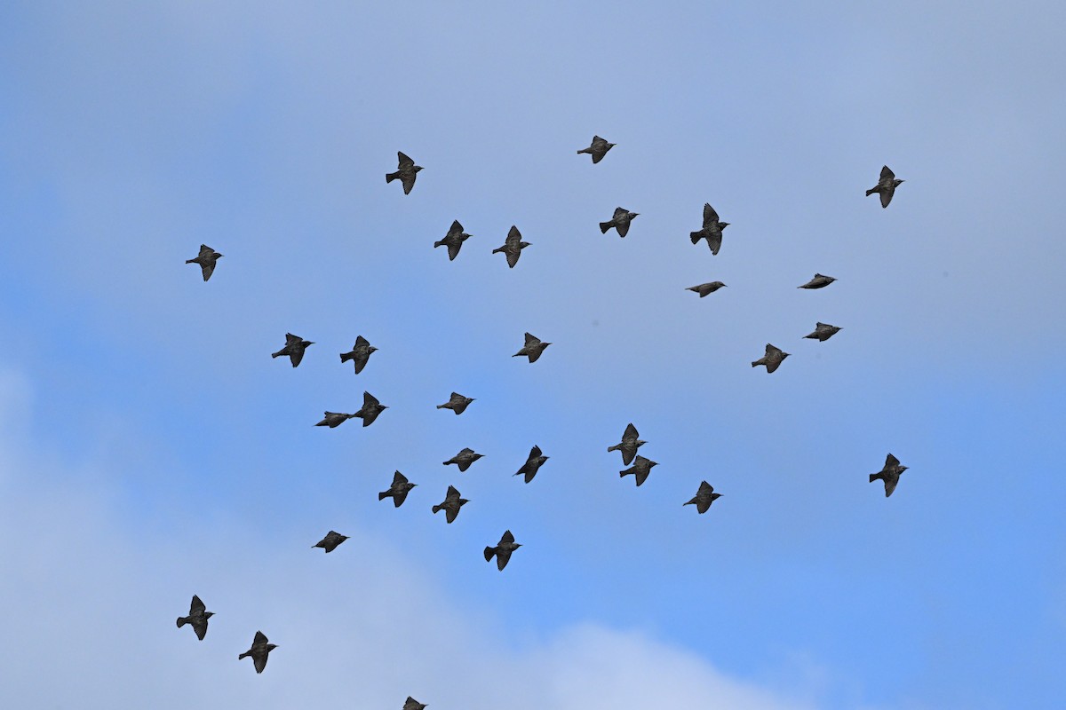European Starling - ML642071603
