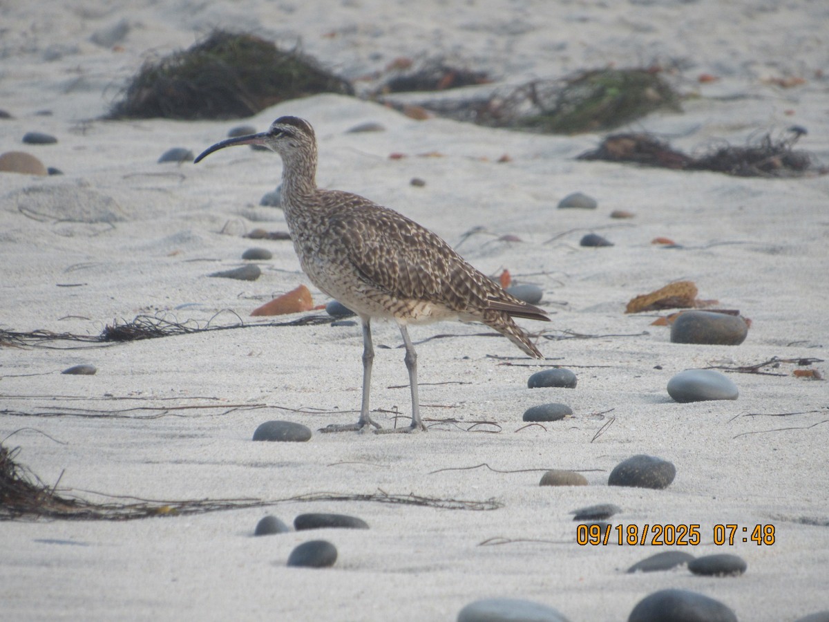 Whimbrel - ML642071608