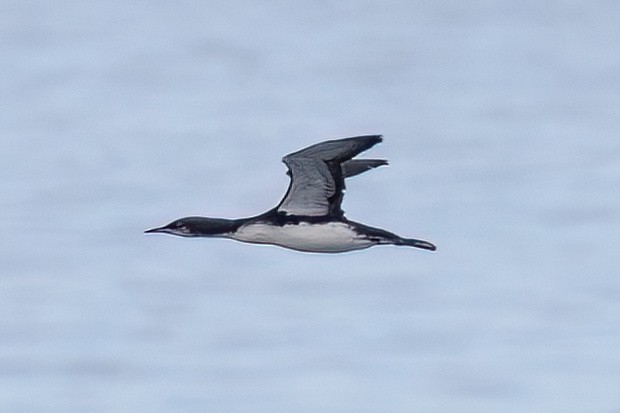 Pacific Loon - ML642071623