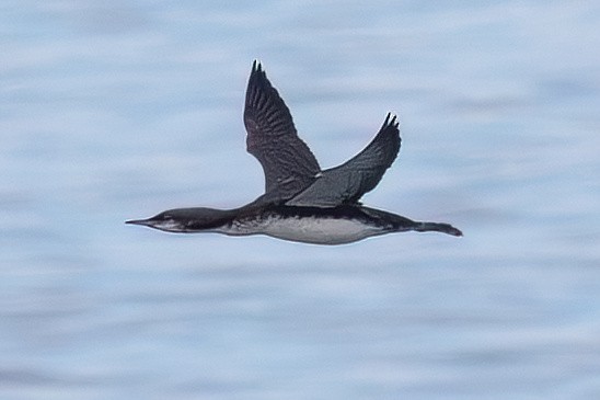 Pacific Loon - ML642071624