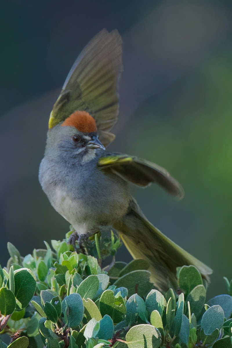 Green-tailed Towhee - ML642071625