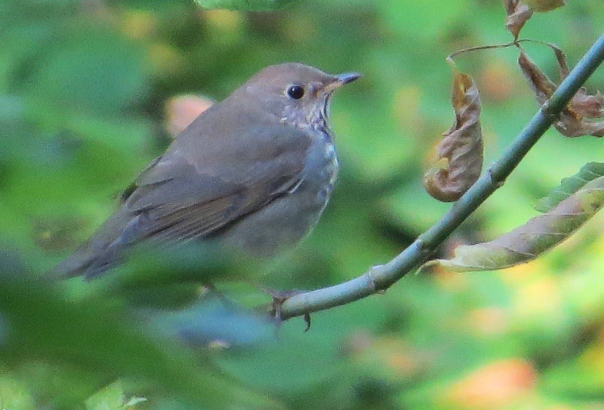 Gray-cheeked Thrush - ML642071637