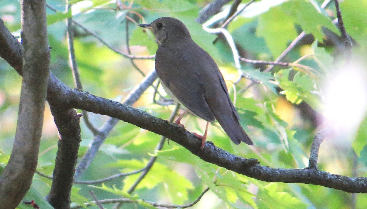Gray-cheeked Thrush - ML642071638