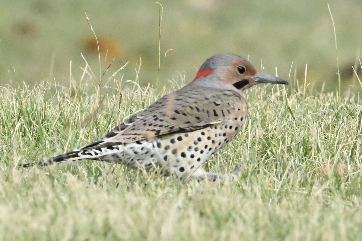 Northern Flicker - ML642071644