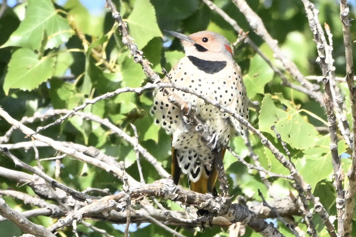 Northern Flicker - ML642071645