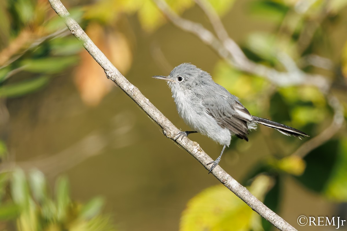 Blue-gray Gnatcatcher - ML642071647