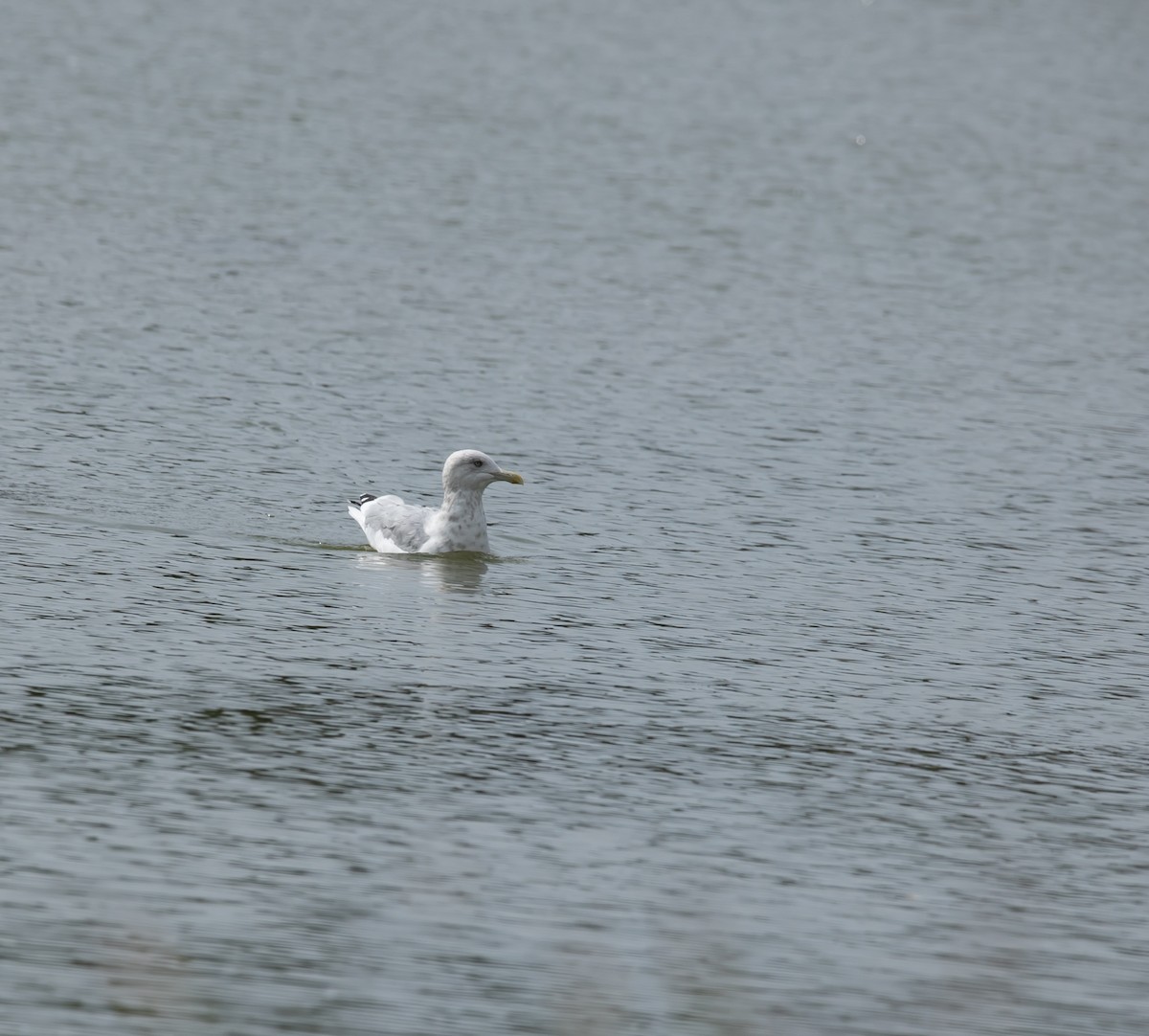 American Herring Gull - ML642071674