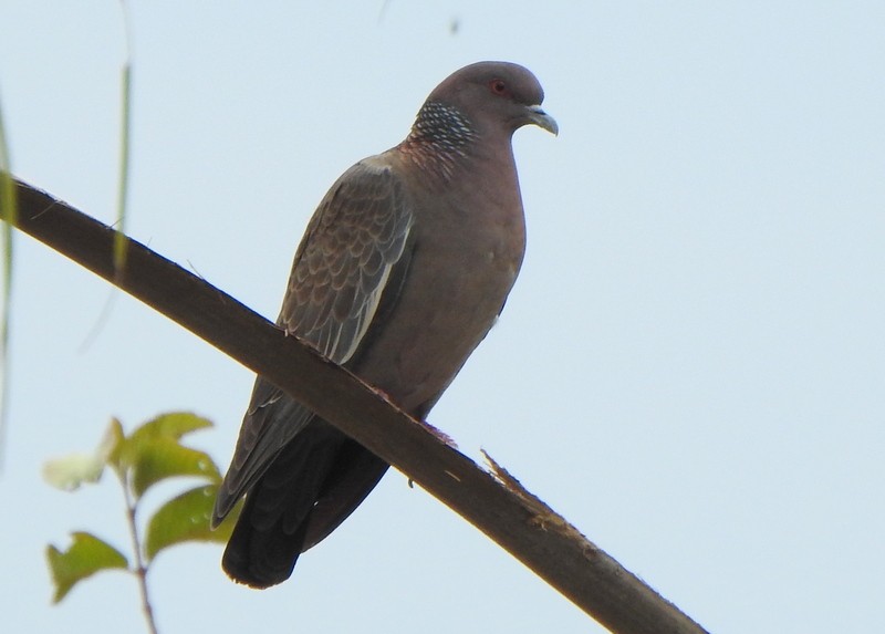 アカメバト - ML642071715