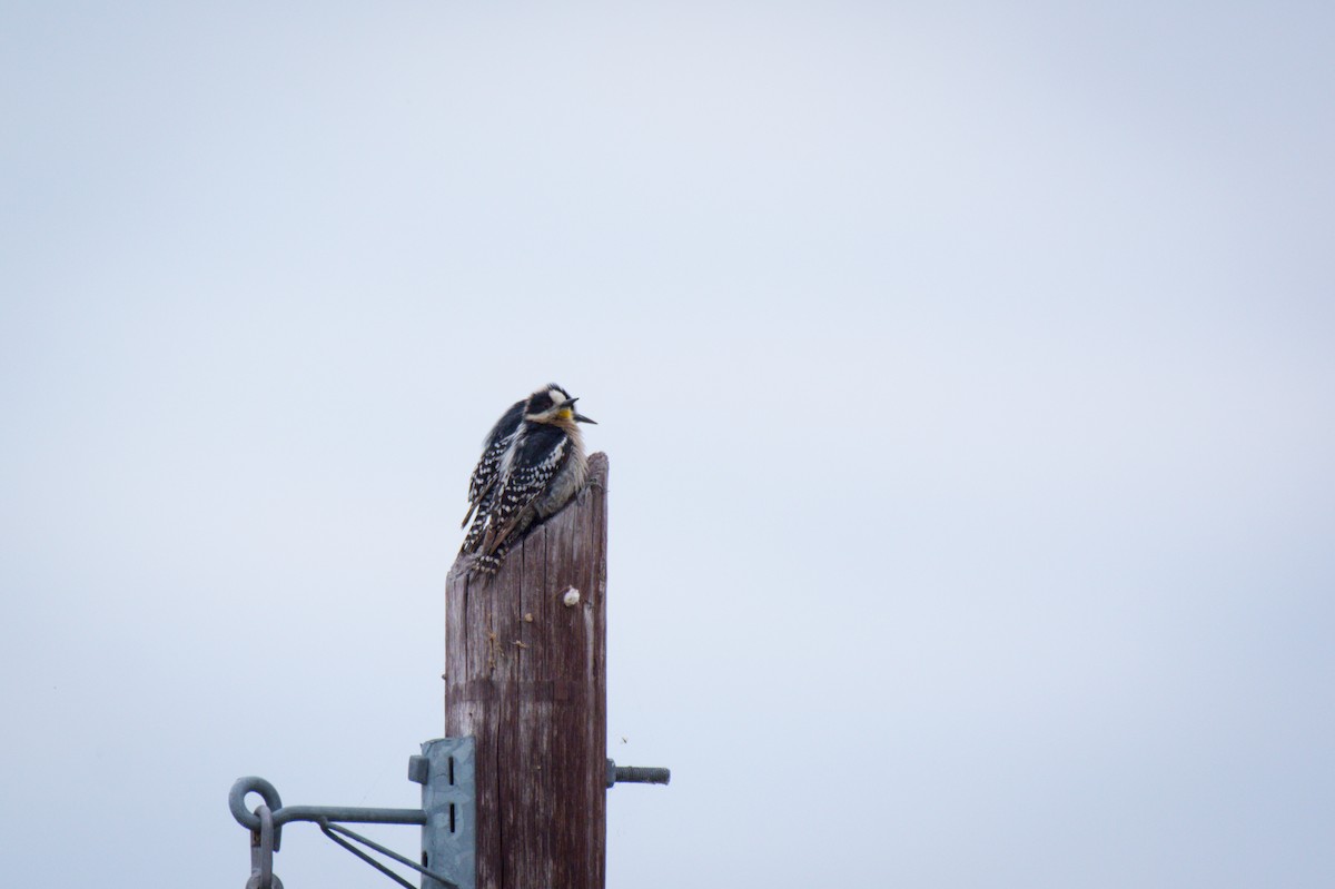 White-fronted Woodpecker - ML642071717