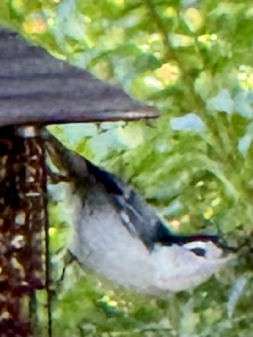 White-breasted Nuthatch - ML642071727