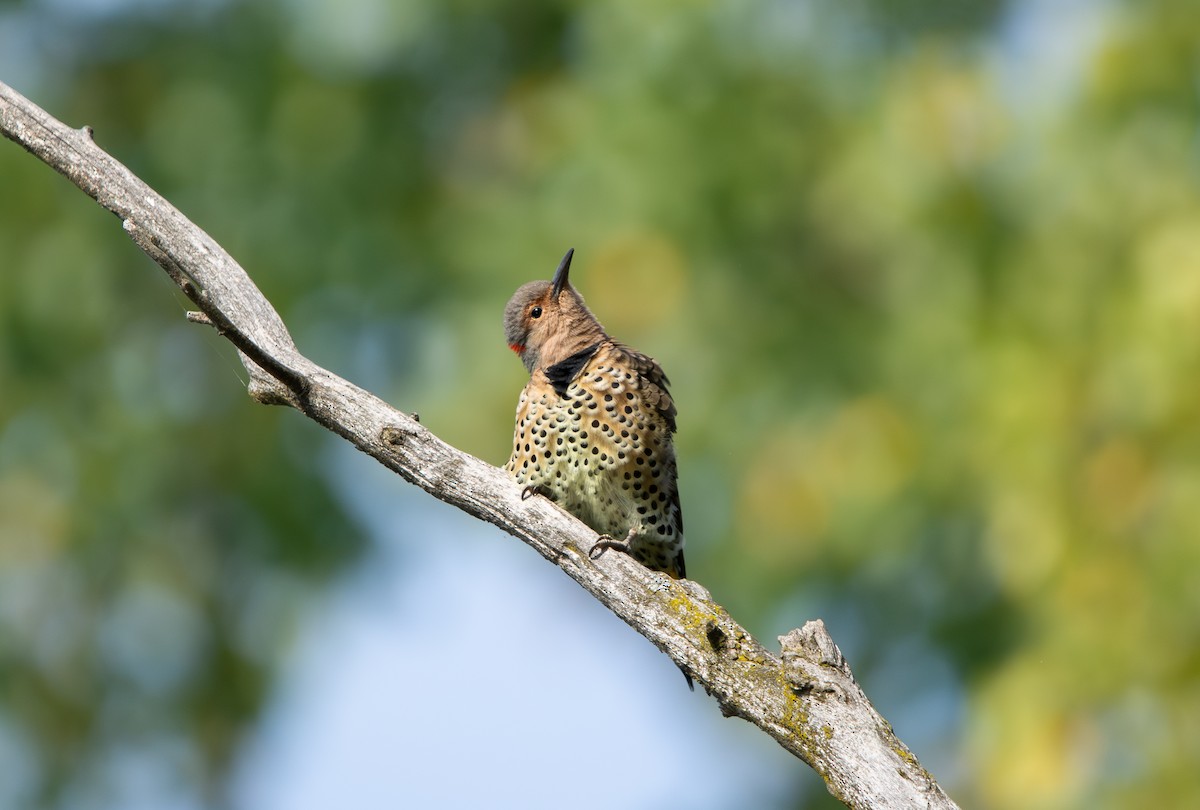 Northern Flicker - ML642071734