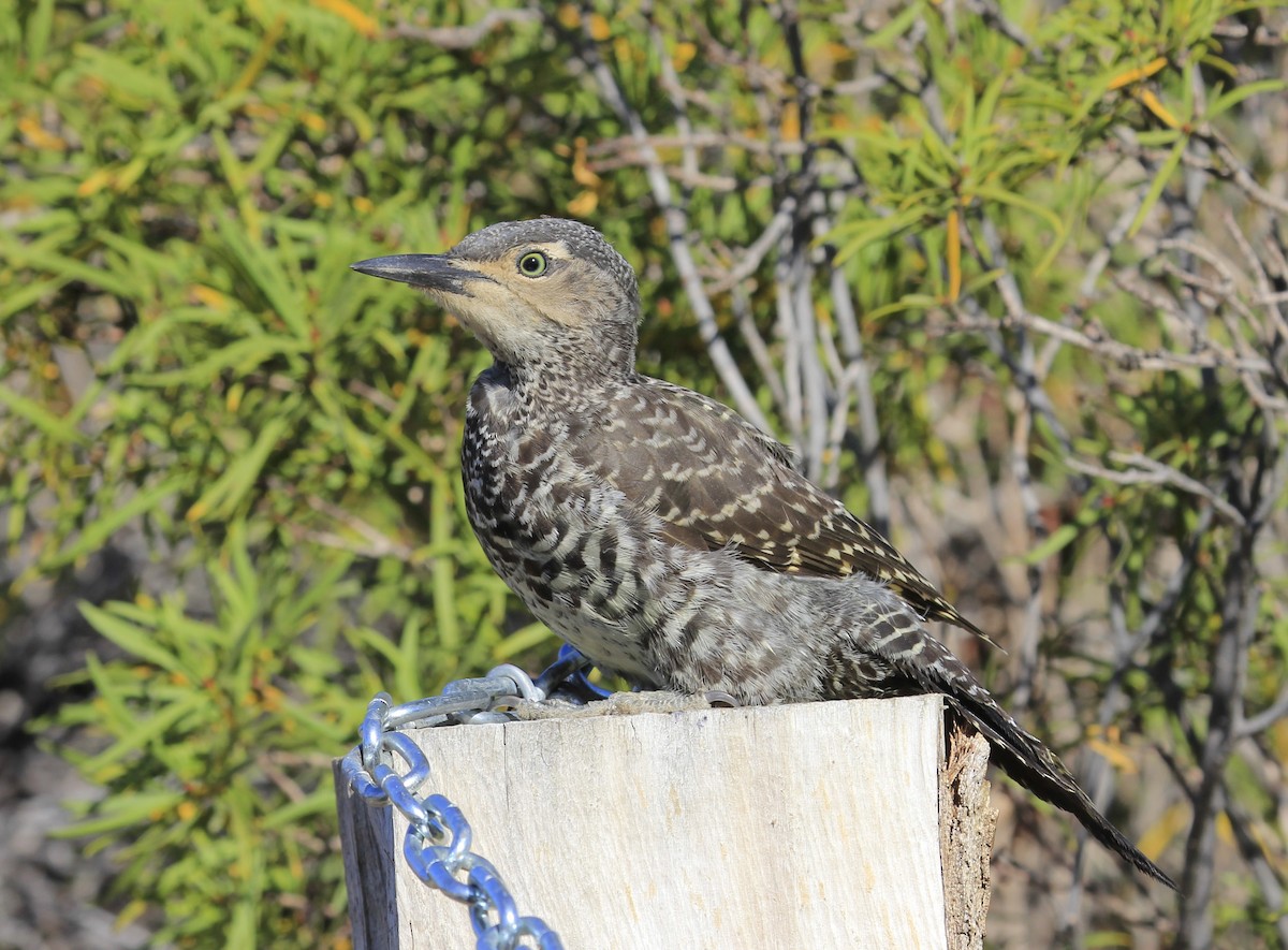 Chilean Flicker - ML642071746