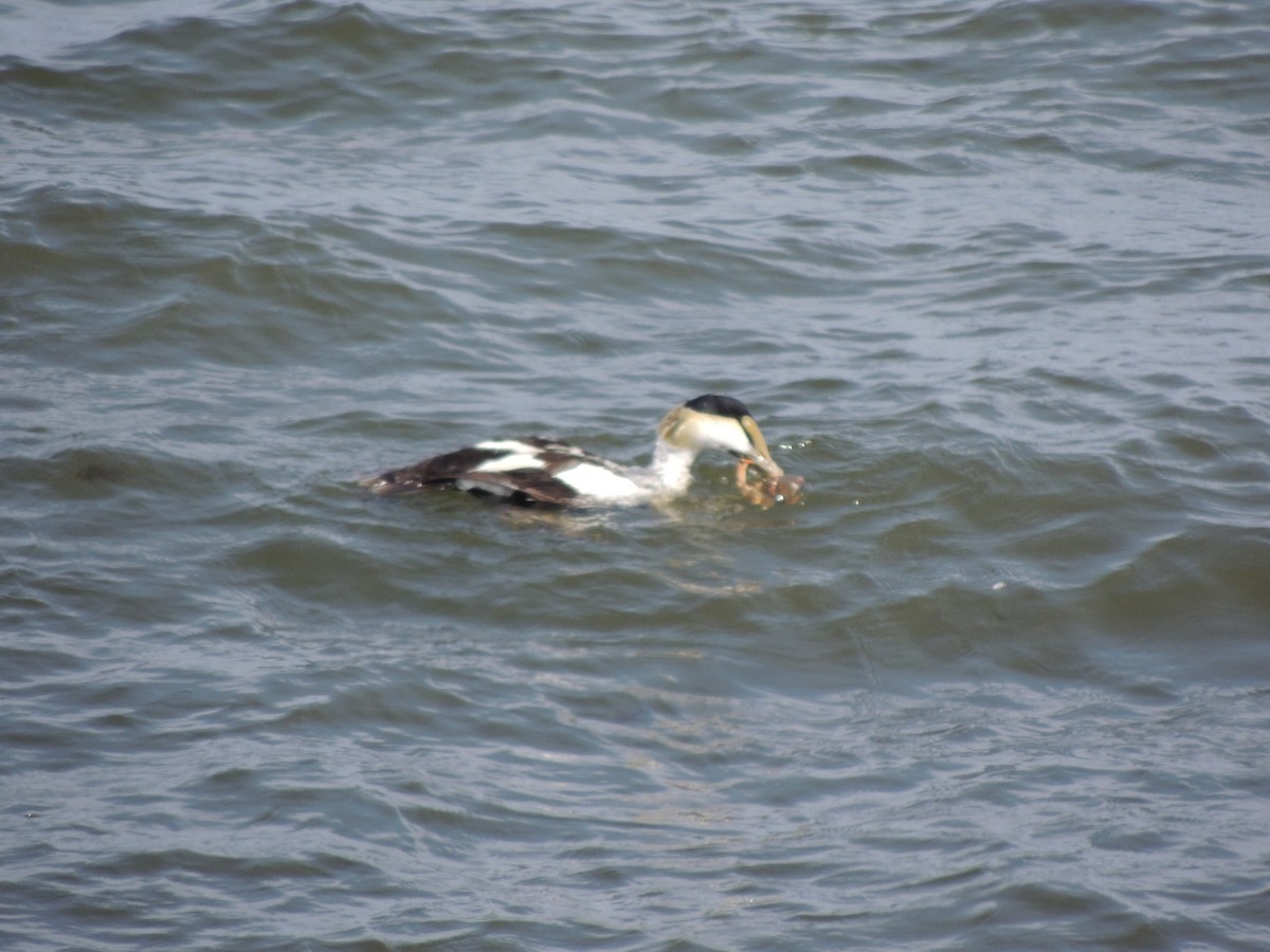 Eider arrunta - ML642071752