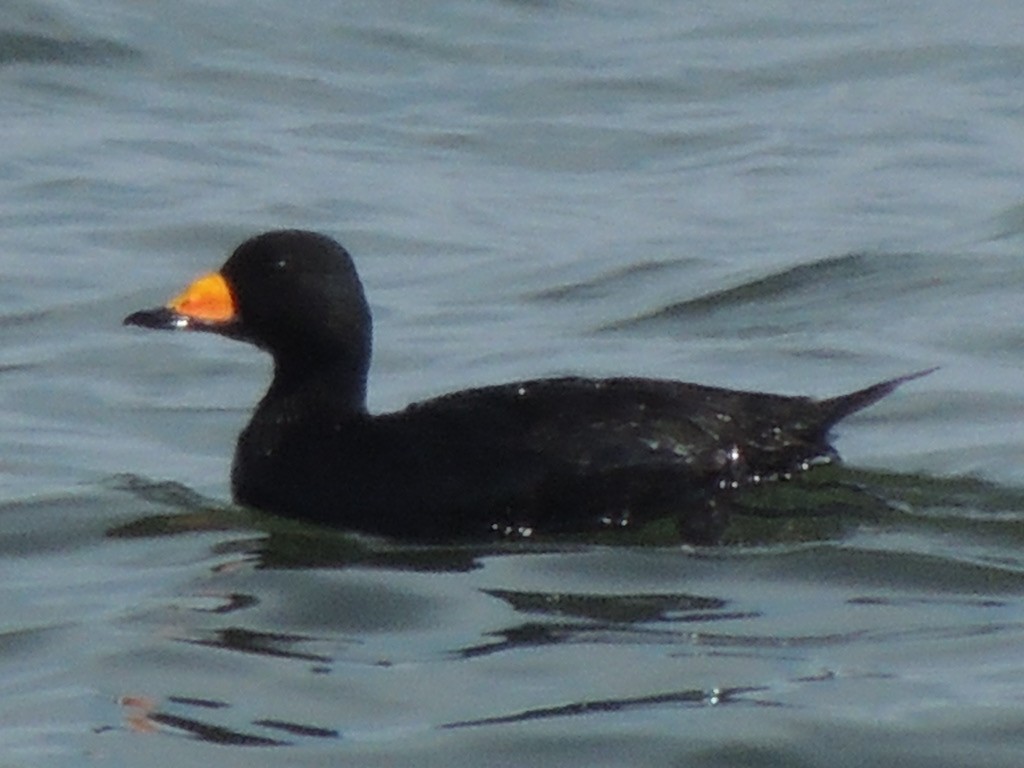 Black Scoter - ML642071764