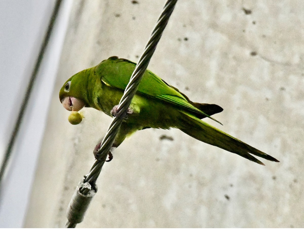 White-eyed Parakeet - ML642071769