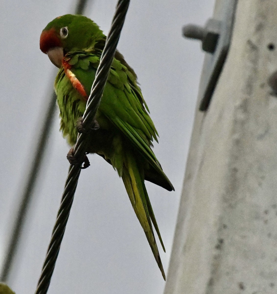 Папугоподібні sp. Psittaciformes sp. (parakeet sp.) - ML642071775