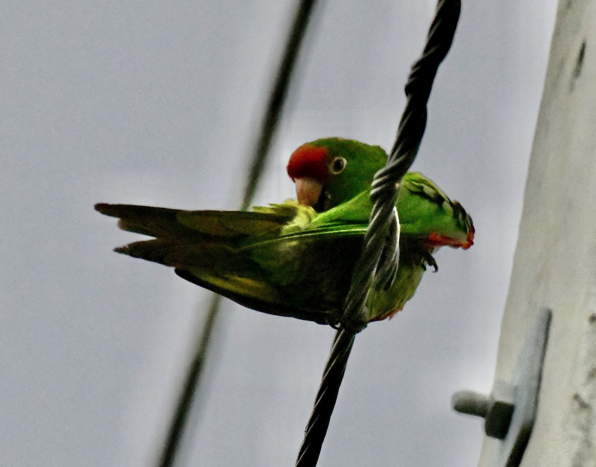 Папугоподібні sp. Psittaciformes sp. (parakeet sp.) - ML642071776