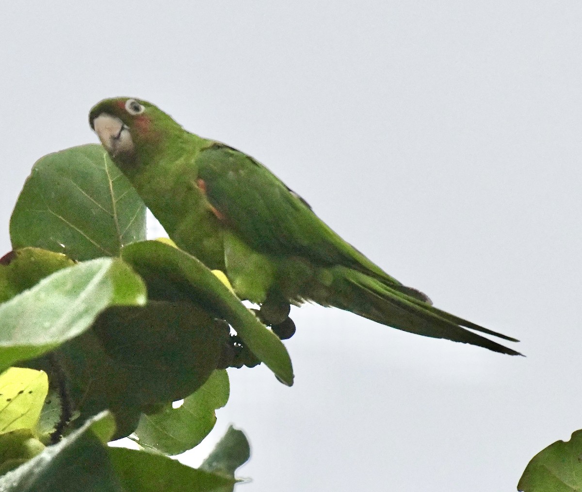 White-eyed Parakeet - ML642071778