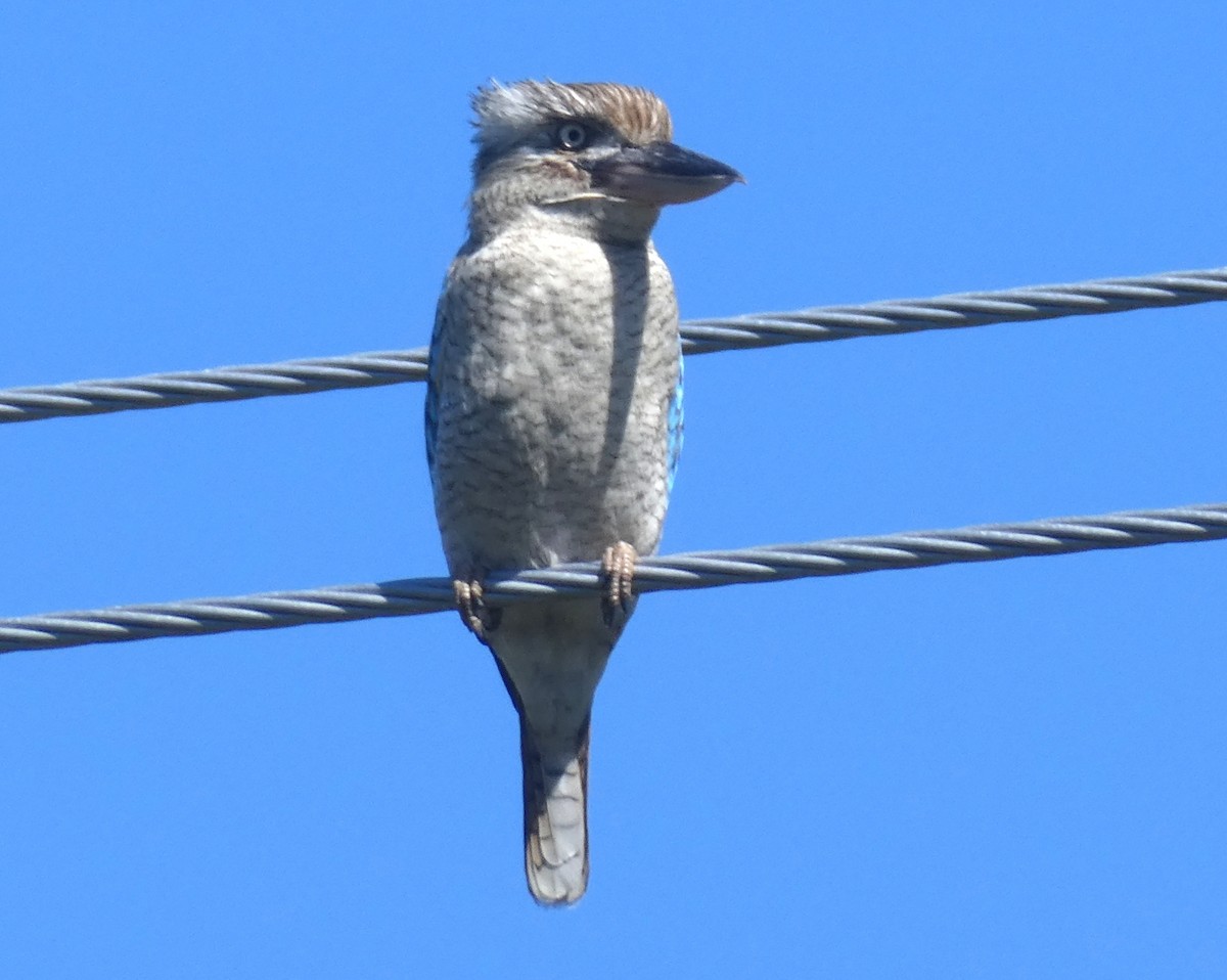 Blue-winged Kookaburra - ML642071805