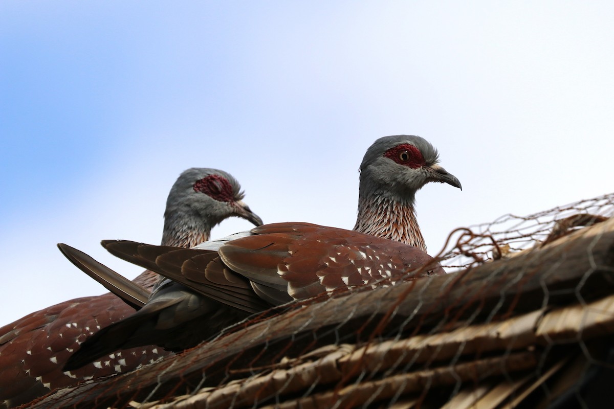 Speckled Pigeon - ML642071815