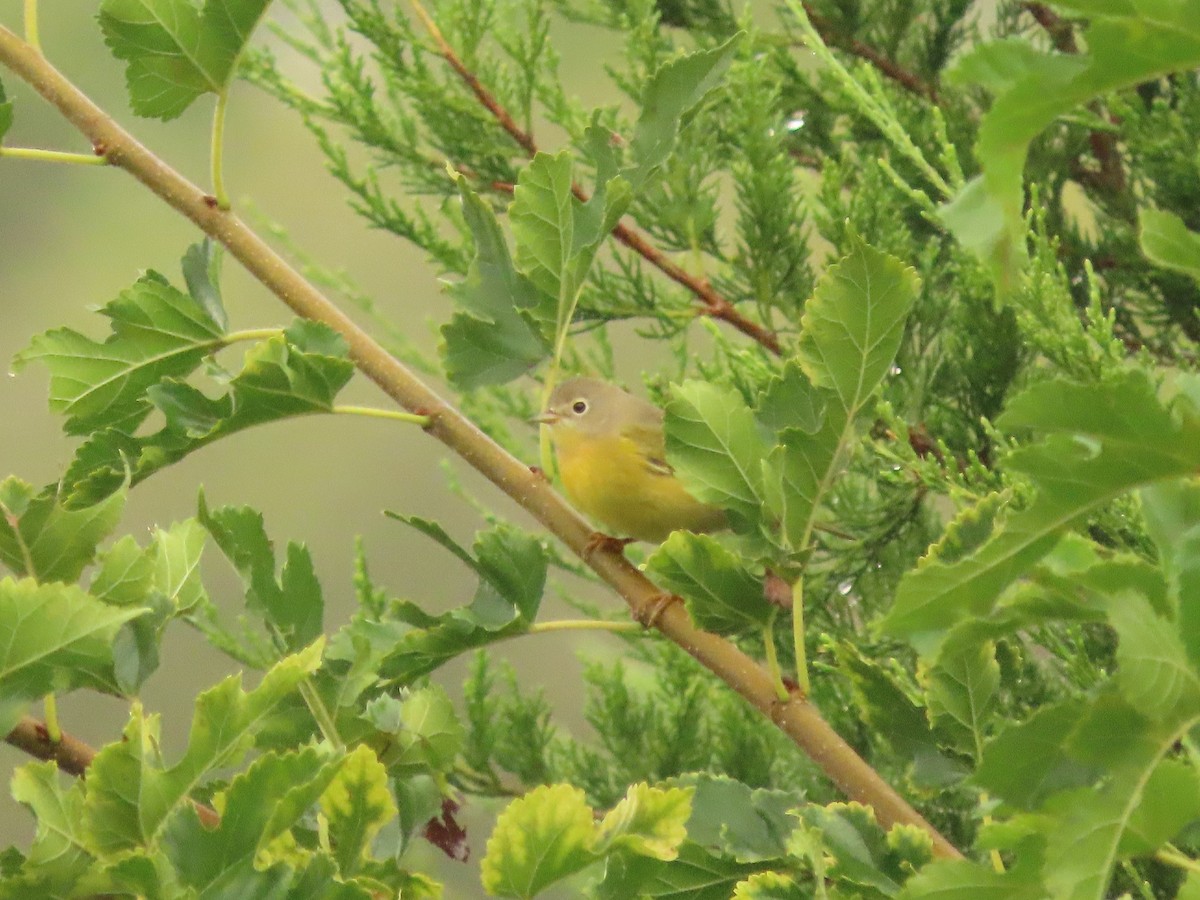 Nashville Warbler - ML642071831