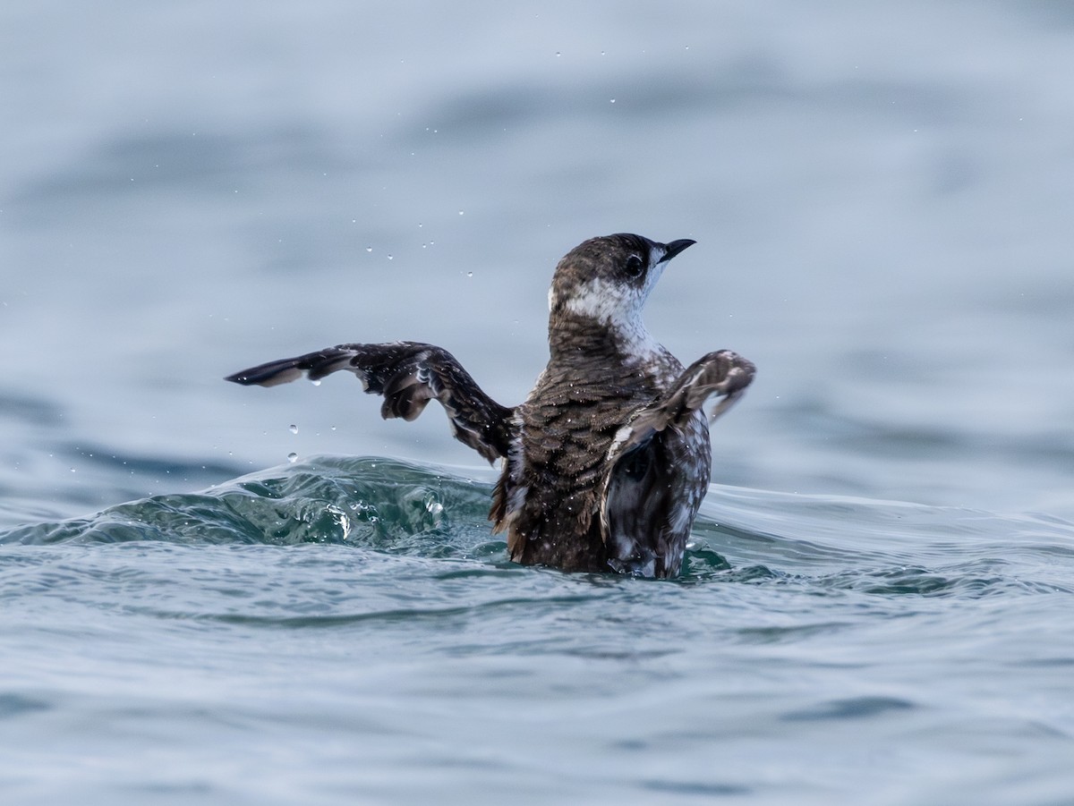 Marbled Murrelet - ML642071834