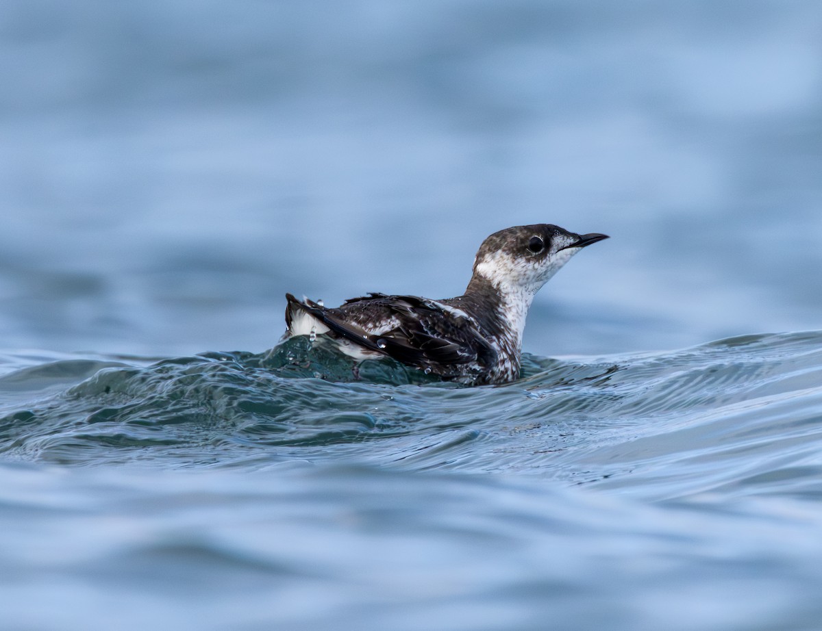 Marbled Murrelet - ML642071835