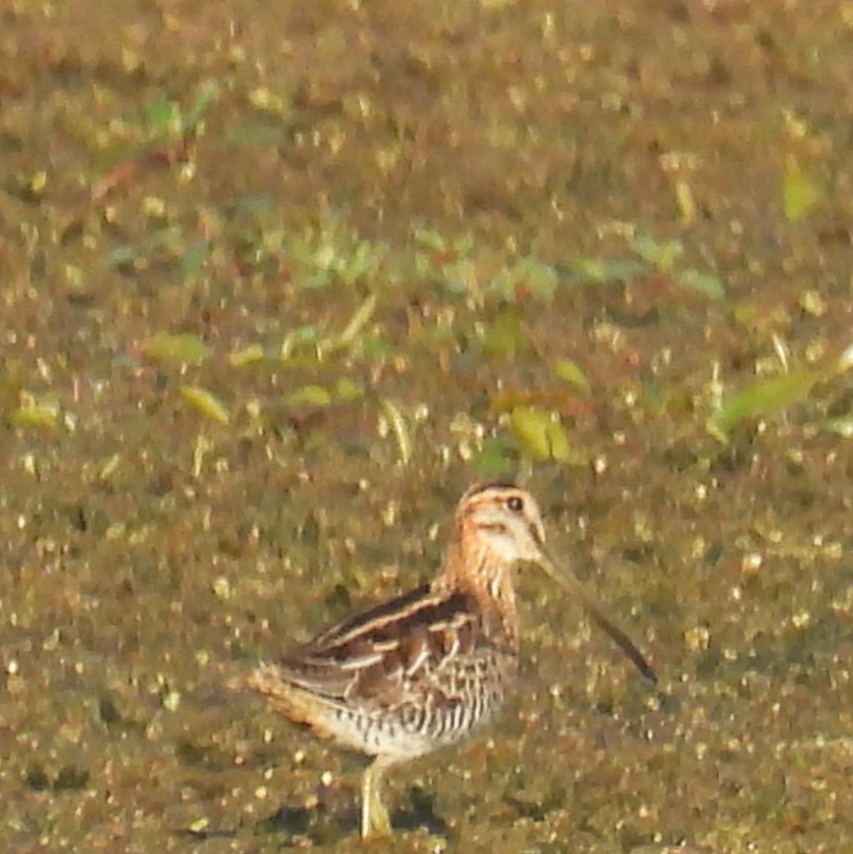 Wilson's Snipe - ML642071843