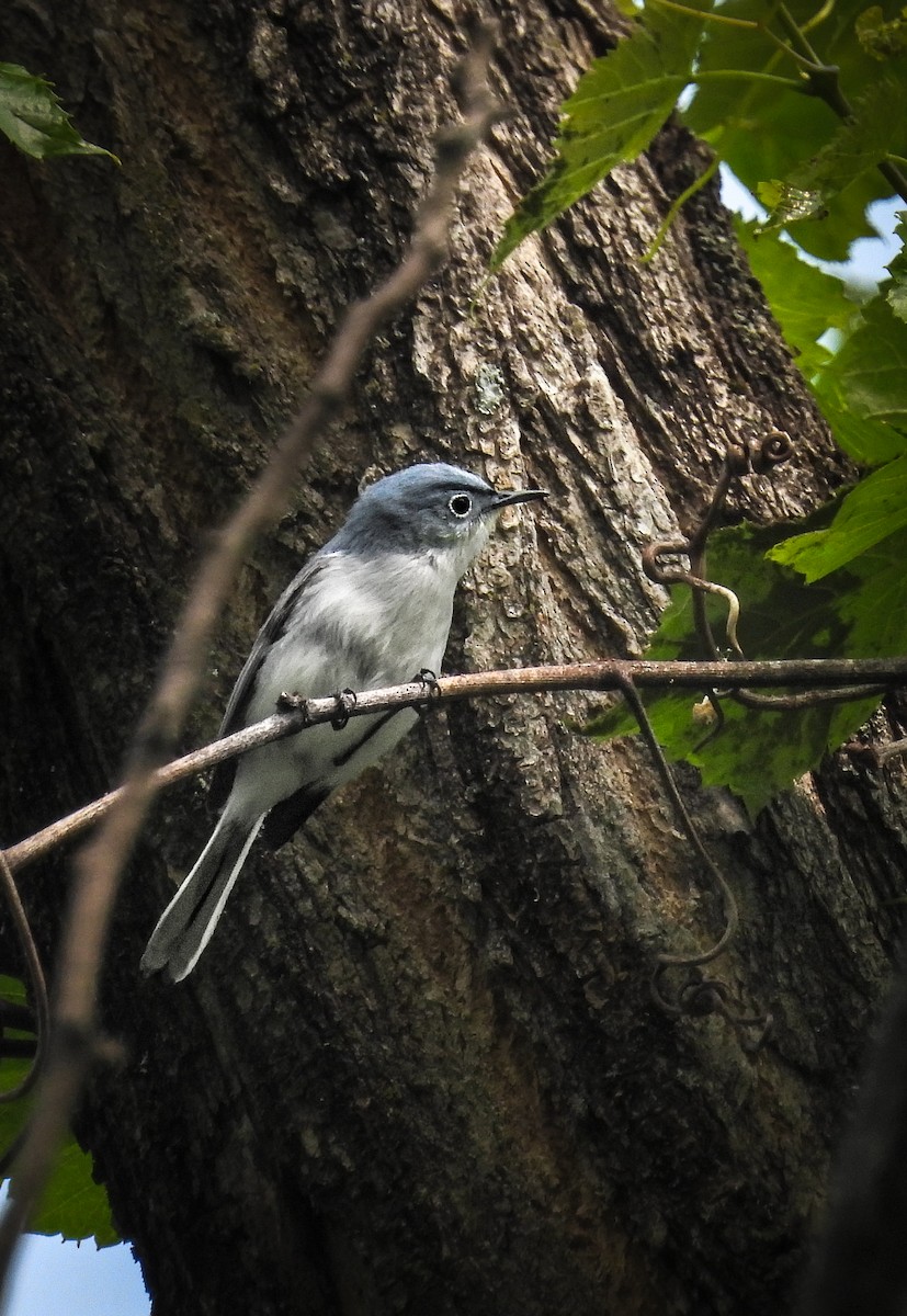 Blue-gray Gnatcatcher - ML642071844
