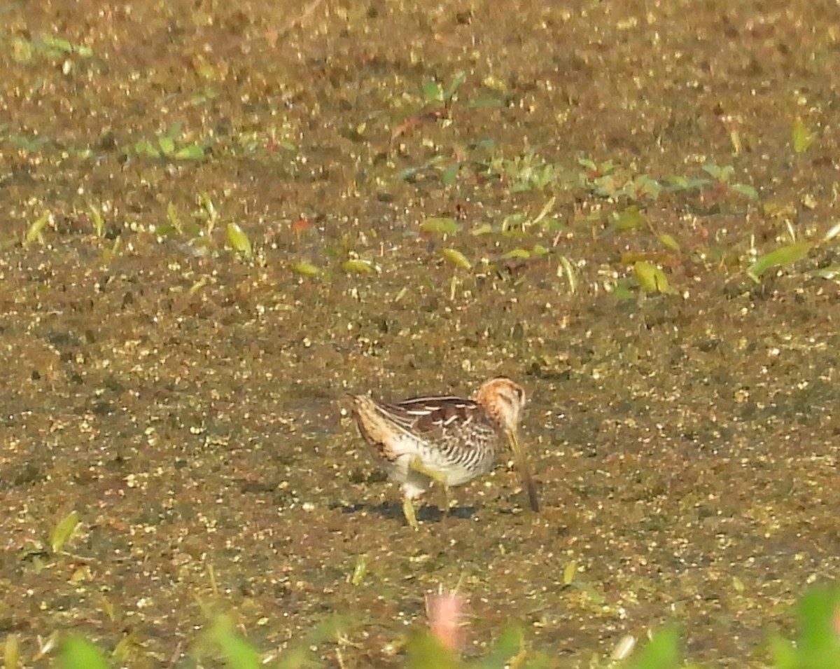 Wilson's Snipe - ML642071845