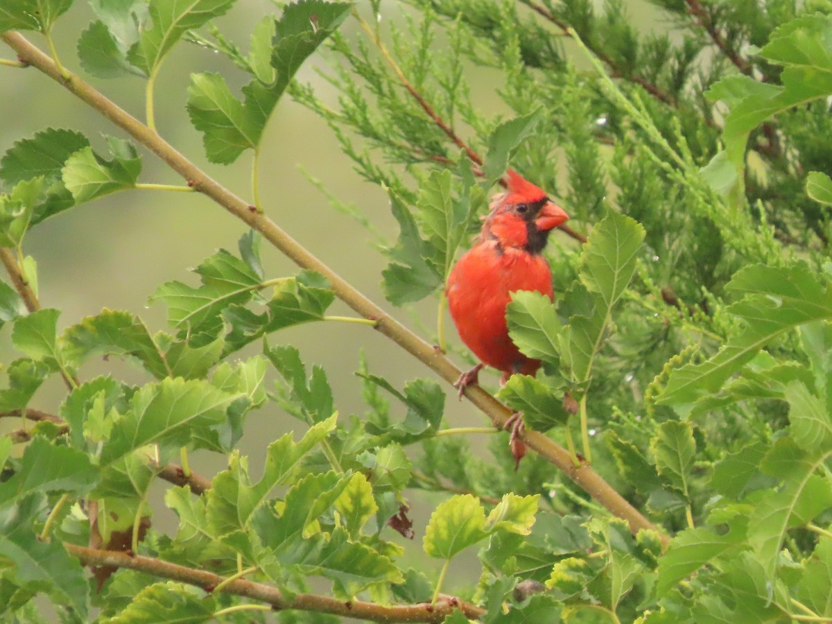 Northern Cardinal - ML642071846