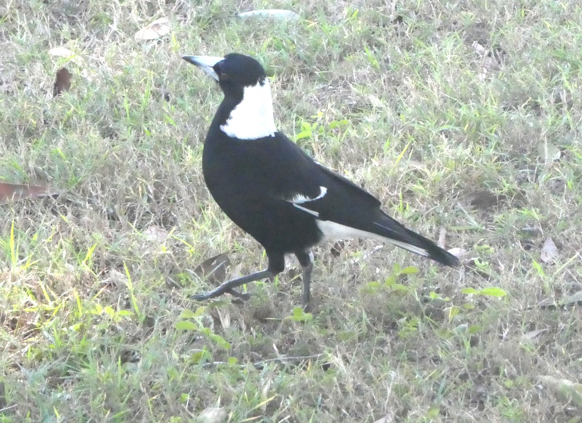 Australian Magpie - ML642071847