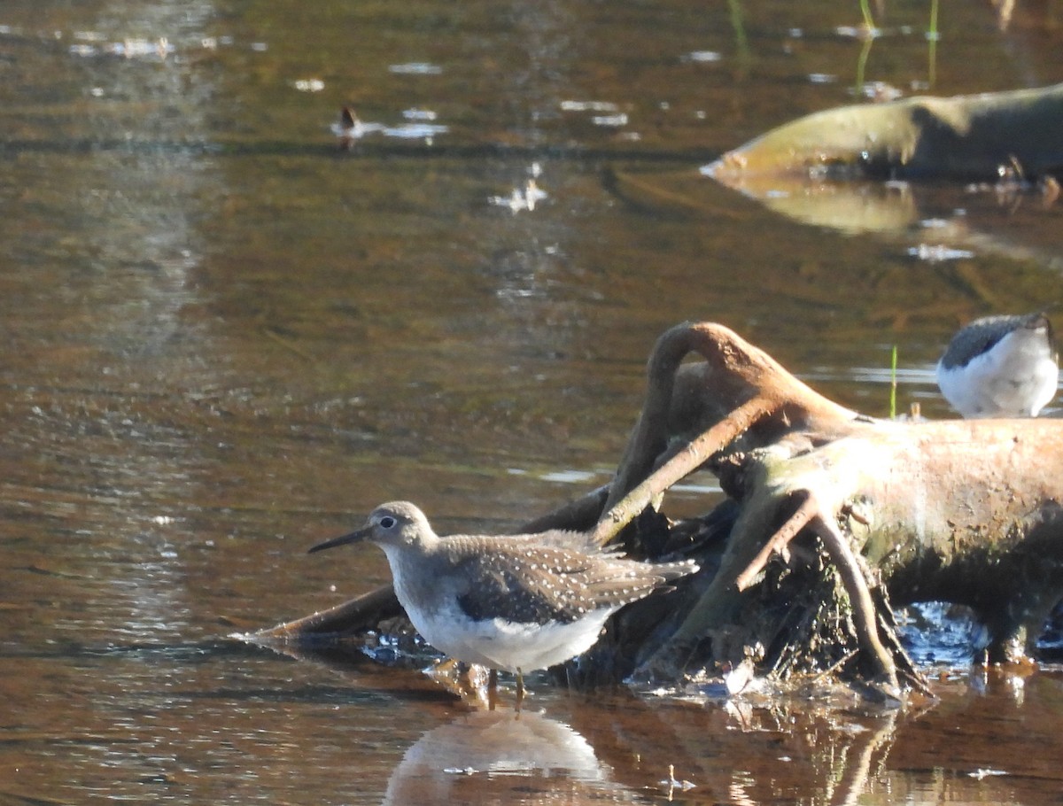 Solitary Sandpiper - ML642071851