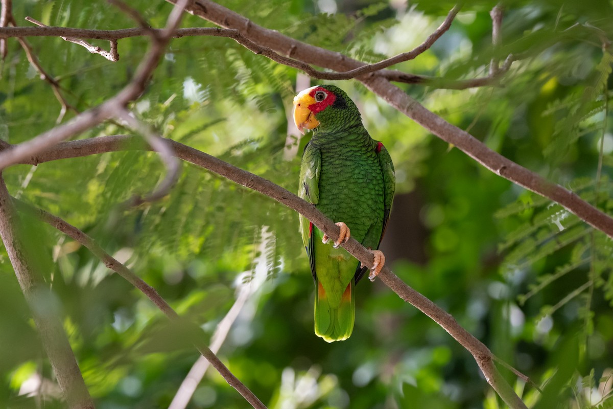 Yellow-lored Amazon - ML642071853
