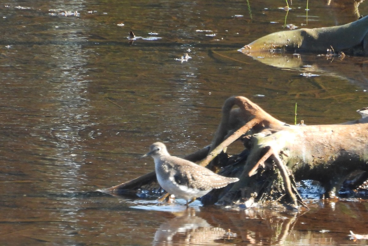 Solitary Sandpiper - ML642071854
