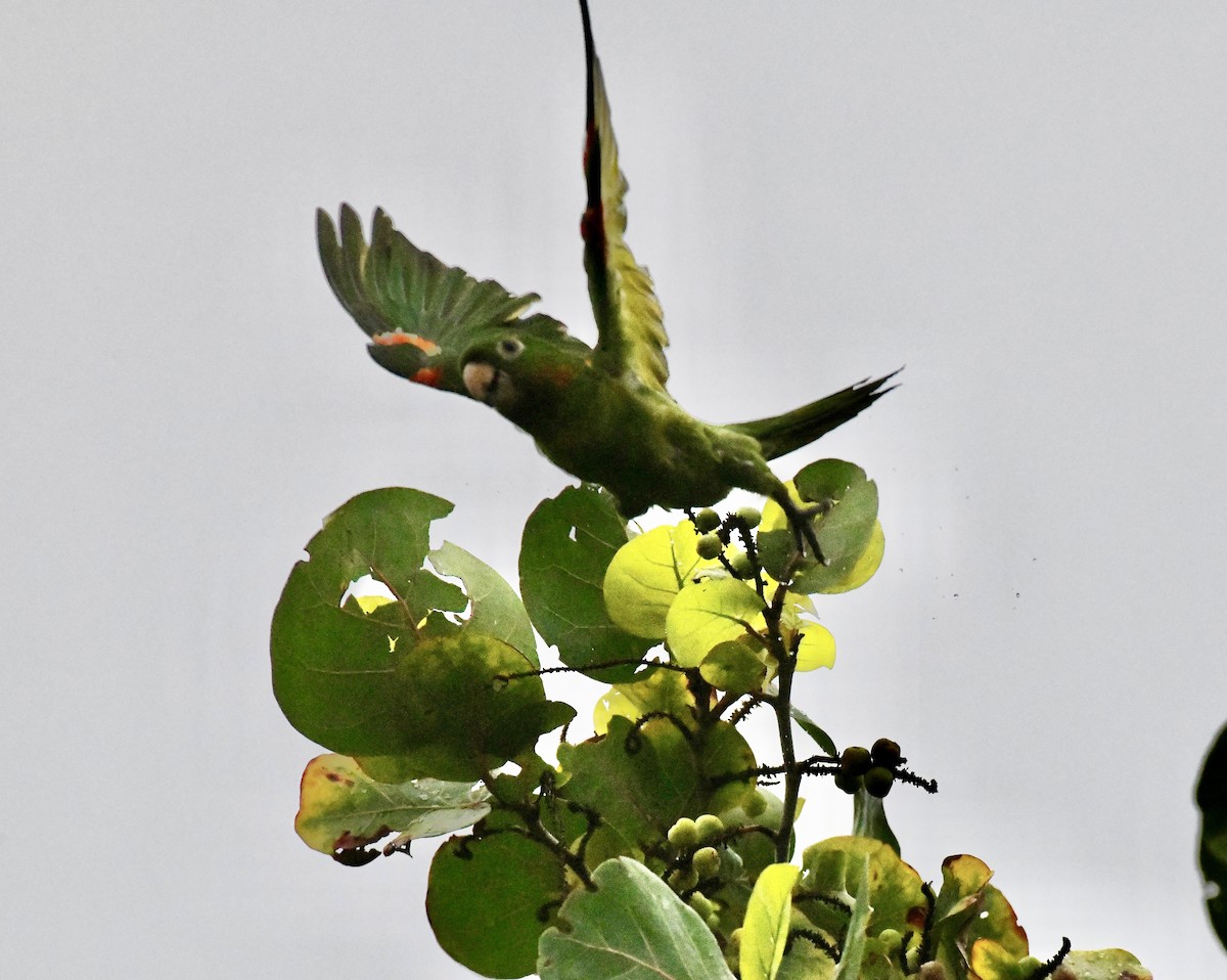 White-eyed Parakeet - ML642071859