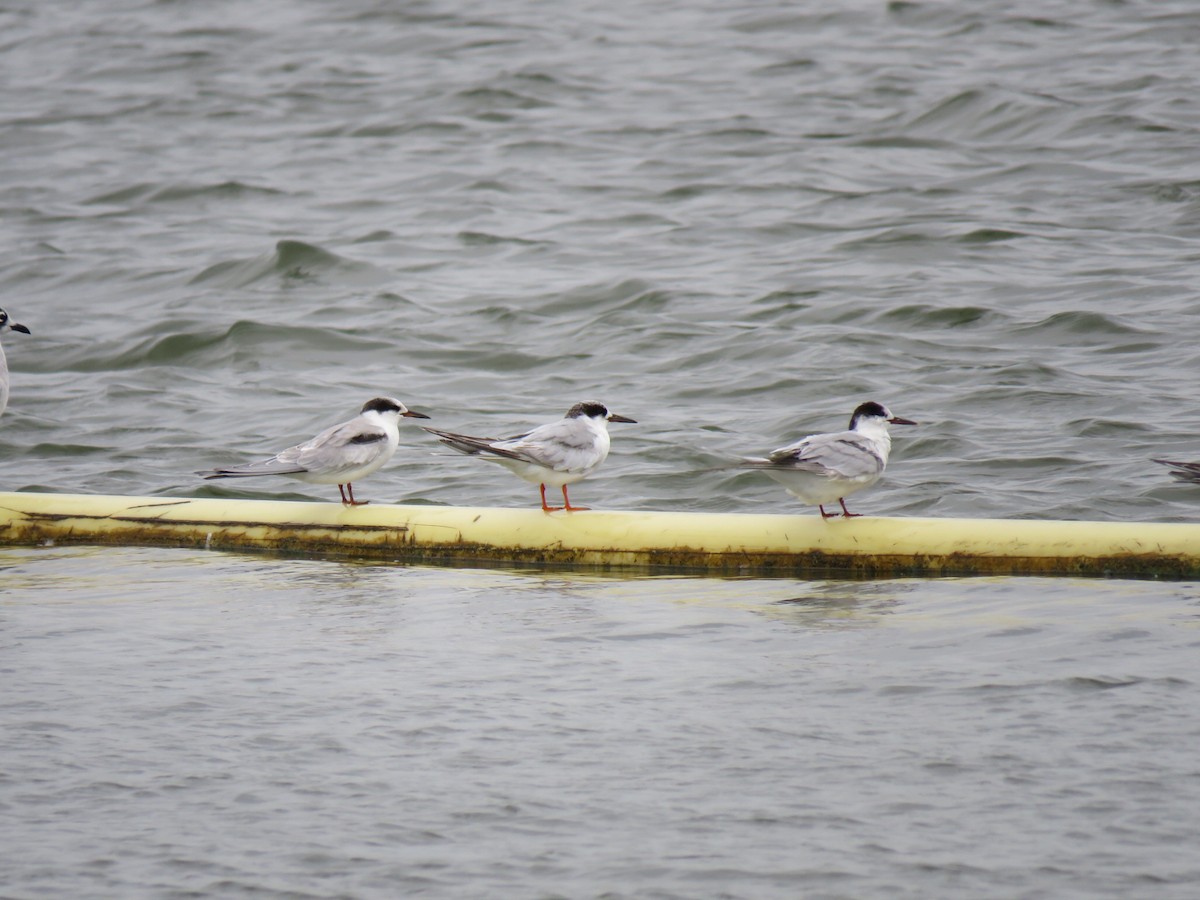 Common Tern - ML642071862