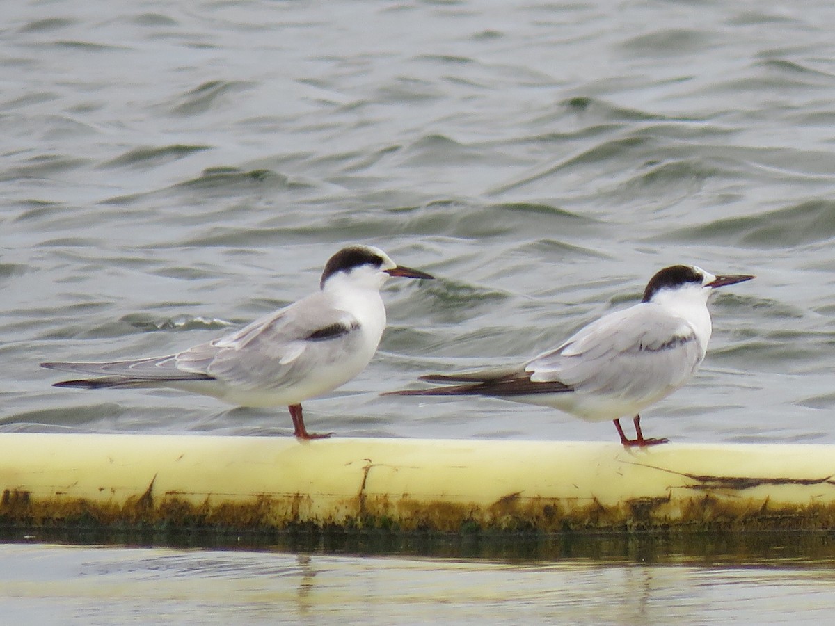 Common Tern - ML642071863