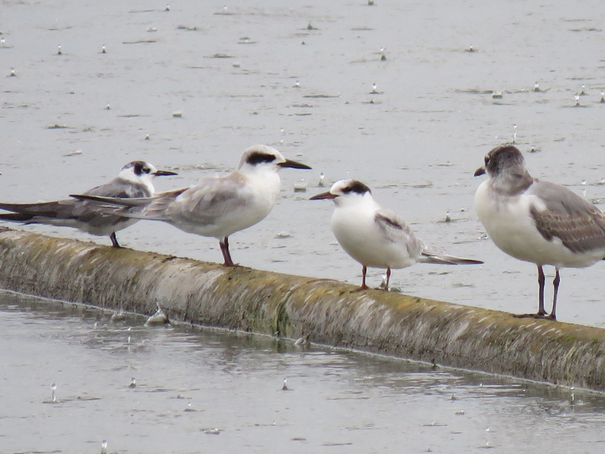 Common Tern - ML642071864