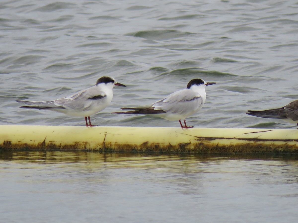 Common Tern - ML642071865
