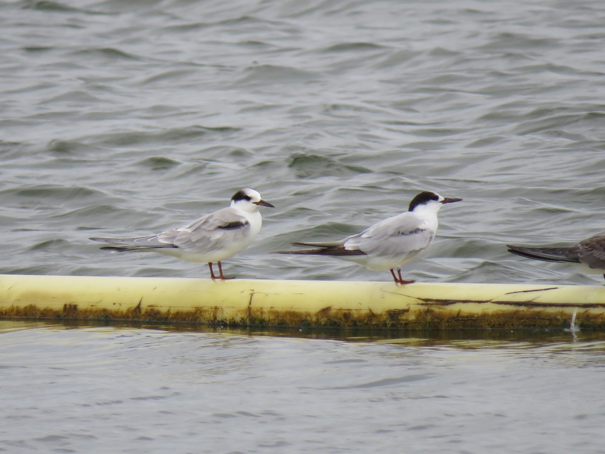 Common Tern - ML642071866