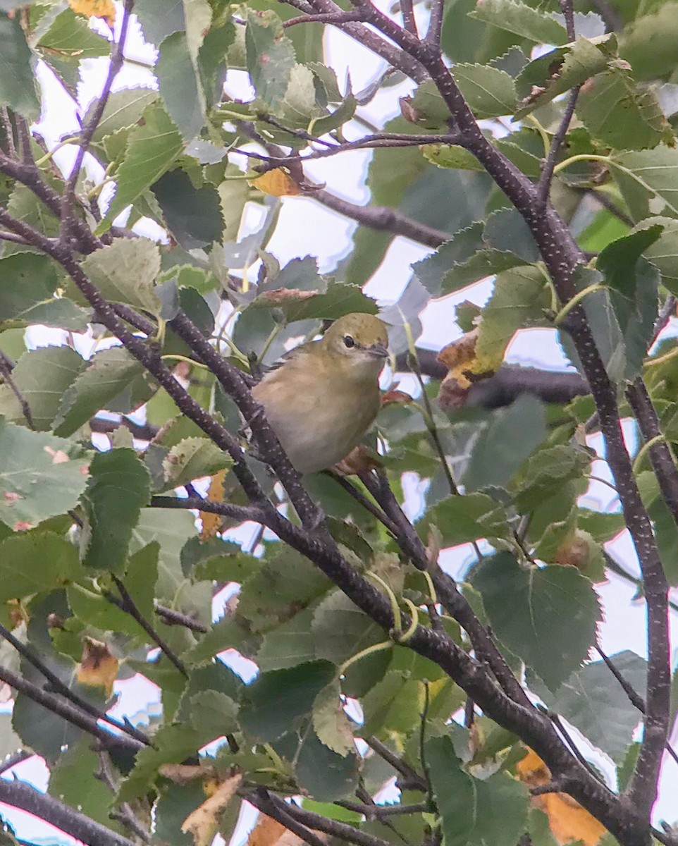 Bay-breasted Warbler - ML642071870