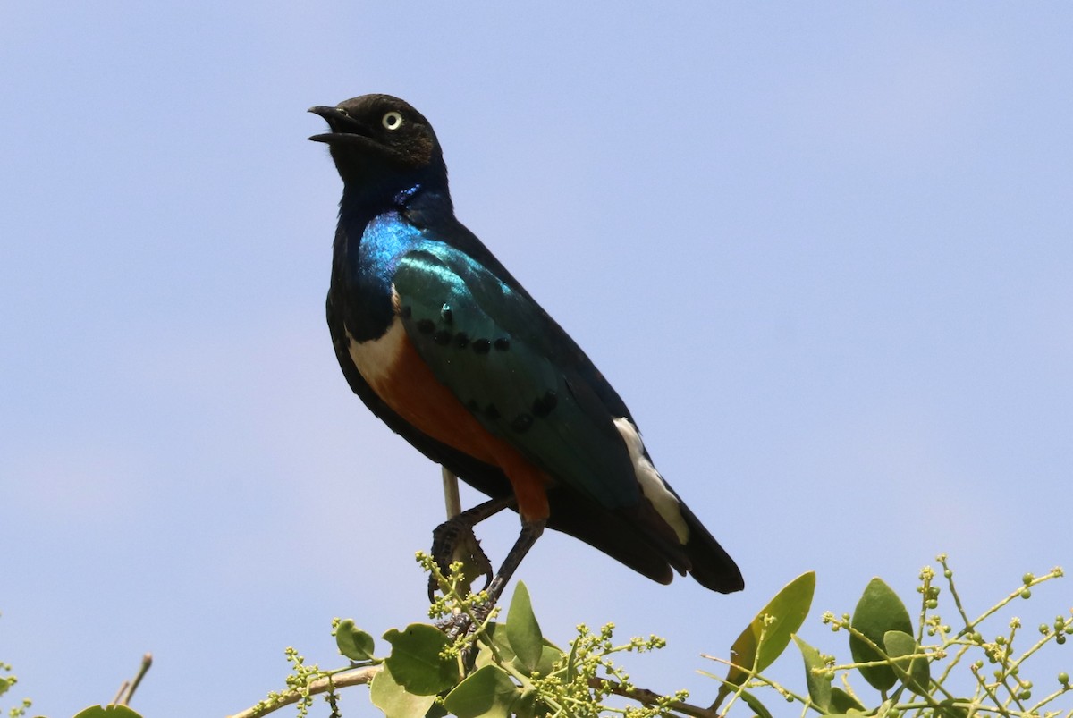 Superb Starling - ML642071874