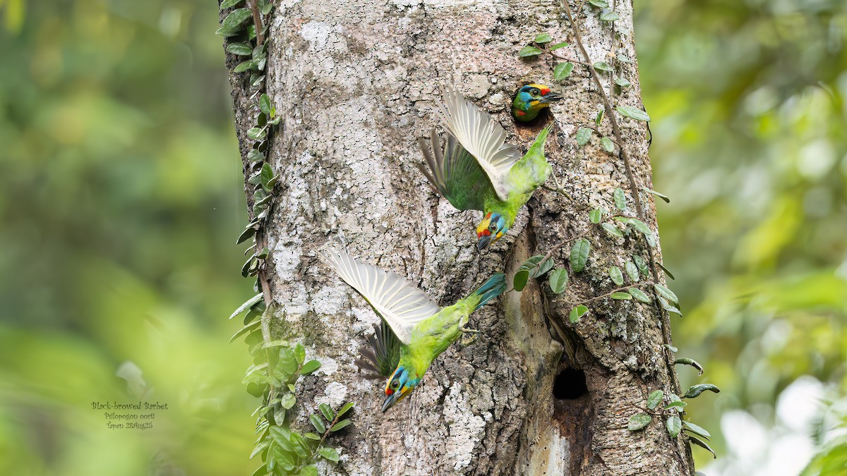 Black-browed Barbet - ML642071875